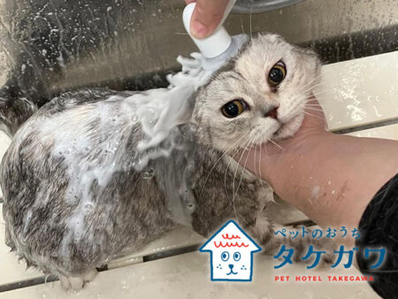 猫のシャンプーお任せください!カットも要相談で可能です。