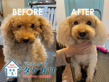 シャンプーやトリミングもお任せください!|トリミングとは?