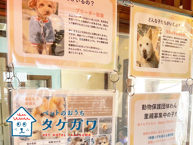 【報告】保護犬・保護亀ご縁探し会を開催しました！