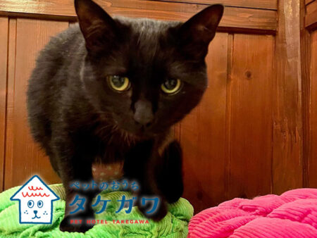三重県松阪市で安心・安全な猫預かりサービスを提供！〜あなたの愛猫を我が家のようにお預かりします〜