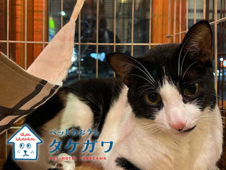 三重県松阪市で安心・安全な猫預かりサービスを提供！〜あなたの愛猫を我が家のようにお預かりします〜