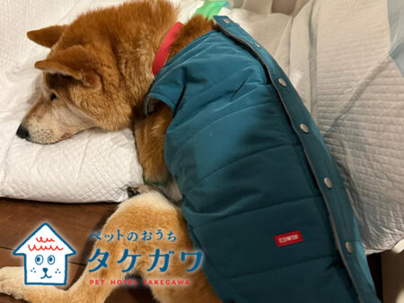 犬の服はただのおしゃれじゃない!健康や幸せのためにもひと役買ってます♪