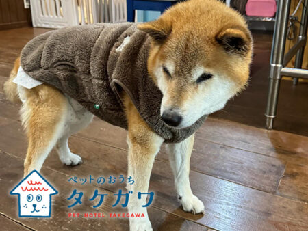 犬の服はただのおしゃれじゃない!健康や幸せのためにもひと役買ってます♪