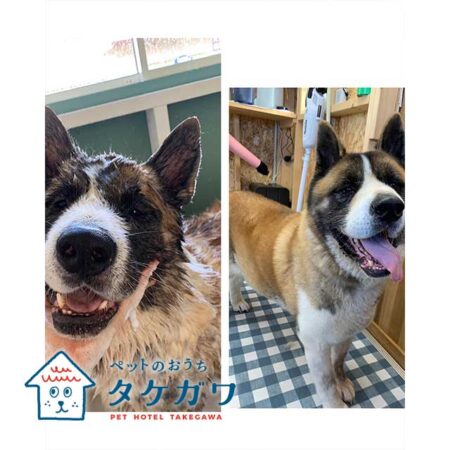 大型犬に特化したお手入れ|バーニーズミックスやアメリカンアキタも対応!