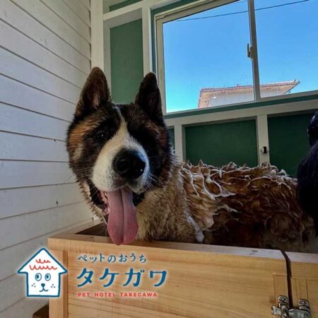 大型犬に特化したお手入れ｜バーニーズミックスやアメリカンアキタも対応！