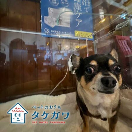 老犬の健康を守る！酸素室の効果とその利用方法