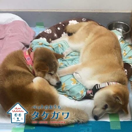 老犬の健康を守る！酸素室の効果とその利用方法