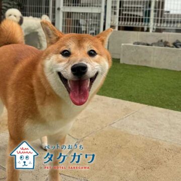 お客様の声｜柴犬（ももちゃん）