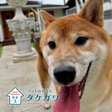 お客様の声｜柴犬（ももちゃん）