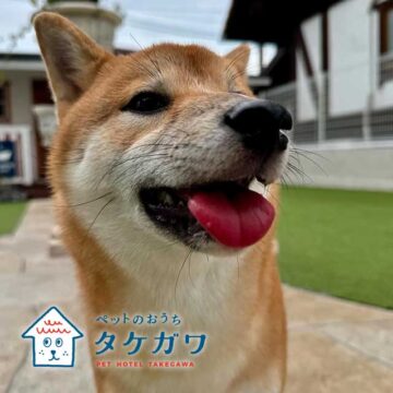 お客様の声｜柴犬（ももちゃん）