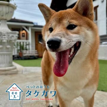 お客様の声｜柴犬（ももちゃん）