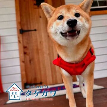 お客様の声｜柴犬（ももちゃん）