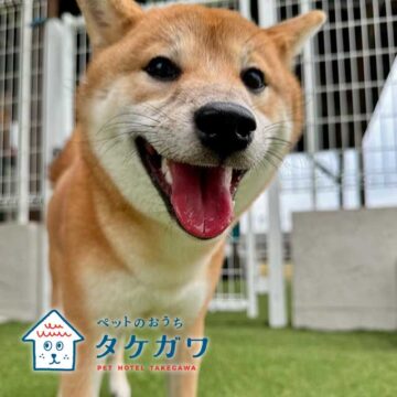 お客様の声｜柴犬（ももちゃん）