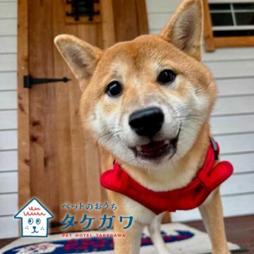 お客様の声｜柴犬（ももちゃん）