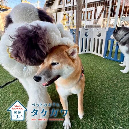 お客様の声｜柴犬（ナナちゃん）