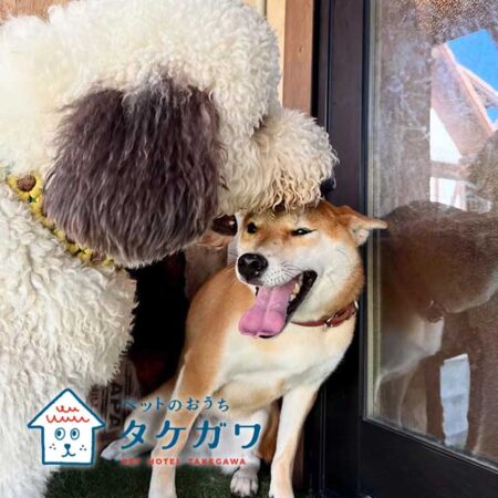 お客様の声｜柴犬（ナナちゃん）