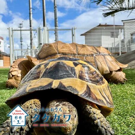 犬猫だけじゃない！インコちゃんや亀さんも安心してお預かりできます！｜エキゾチックアニマル