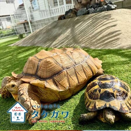 犬猫だけじゃない！インコちゃんや亀さんも安心してお預かりできます！｜エキゾチックアニマル