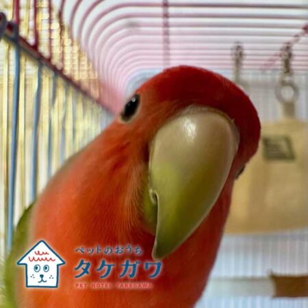 犬猫だけじゃない！インコちゃんや亀さんも安心してお預かりできます！｜エキゾチックアニマル