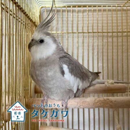 犬猫だけじゃない！インコちゃんや亀さんも安心してお預かりできます！｜エキゾチックアニマル