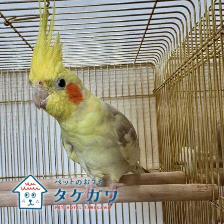 犬猫だけじゃない！インコちゃんや亀さんも安心してお預かりできます！｜エキゾチックアニマル