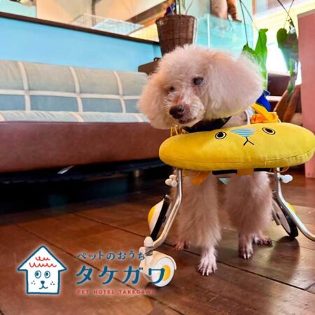 お客様の声｜トイプードル（くー君）20歳の車椅子利用のハイシニア犬
