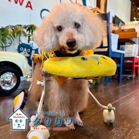 お客様の声｜トイプードル（くー君）20歳の車椅子利用のハイシニア犬