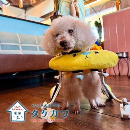 お客様の声｜トイプードル（くー君）20歳の車椅子利用のハイシニア犬