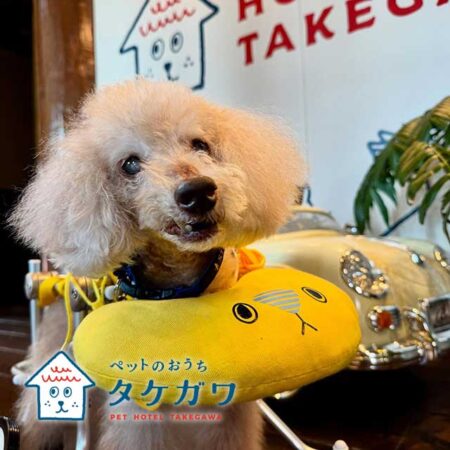 お客様の声｜トイプードル（くー君）20歳の車椅子利用のハイシニア犬