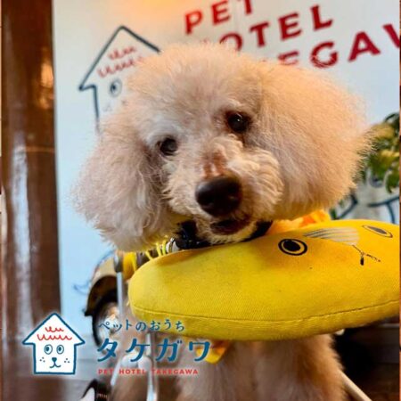 お客様の声｜トイプードル（くー君）20歳の車椅子利用のハイシニア犬