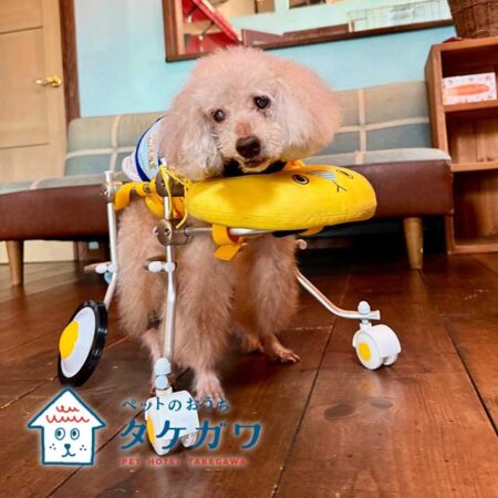 お客様の声｜トイプードル（くー君）20歳の車椅子利用のハイシニア犬