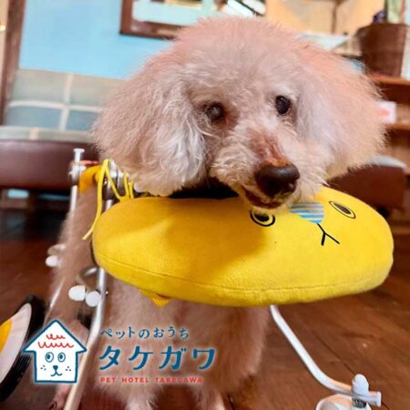 お客様の声｜トイプードル（くー君）20歳の車椅子利用のハイシニア犬