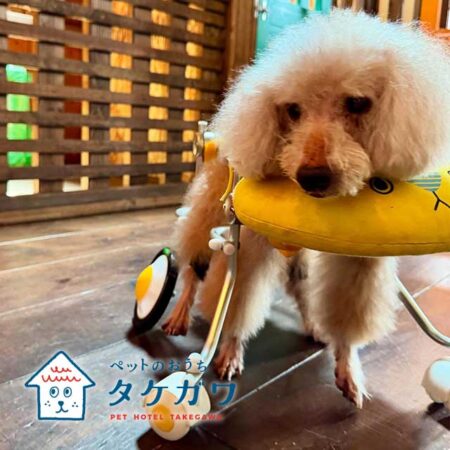 お客様の声｜トイプードル（くー君）20歳の車椅子利用のハイシニア犬