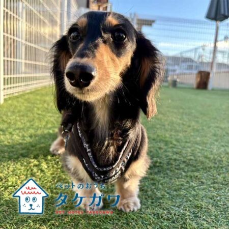 お客様の声｜ミニチュアダックスフンド（ラックくん）