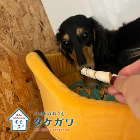 お客様の声｜ミニチュアダックスフンド（ラックくん）