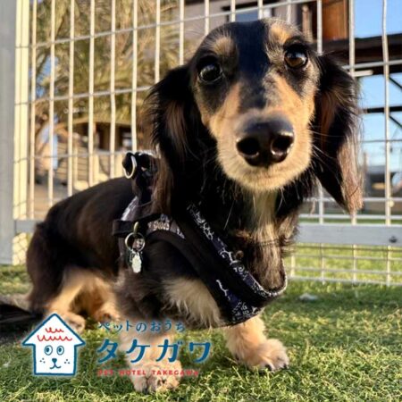 お客様の声｜ミニチュアダックスフンド（ラックくん）