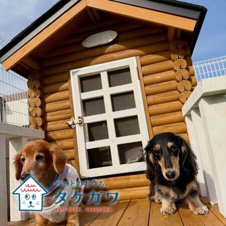 お客様の声｜ミニチュアダックスフンド（ラックくん）