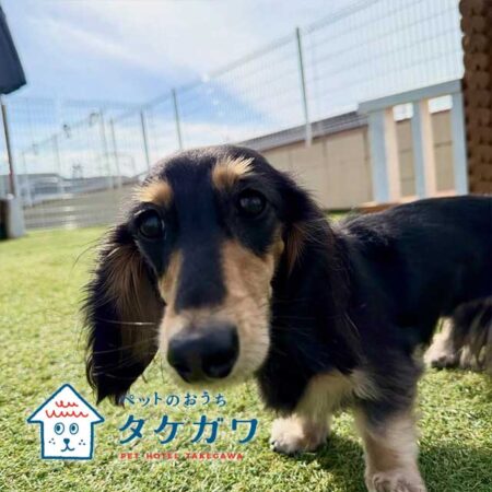 お客様の声｜ミニチュアダックスフンド（ラックくん）