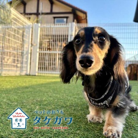 お客様の声｜ミニチュアダックスフンド（ラックくん）