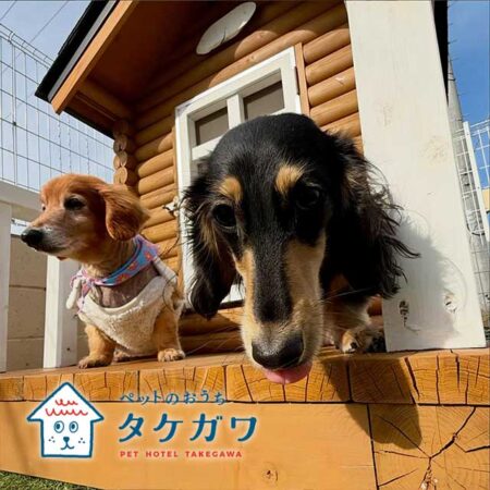 お客様の声｜ミニチュアダックスフンド（ラックくん）