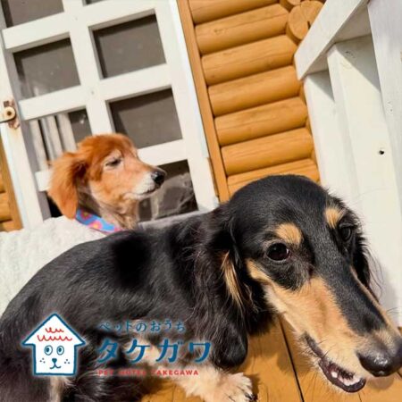 お客様の声｜ミニチュアダックスフンド（ラックくん）