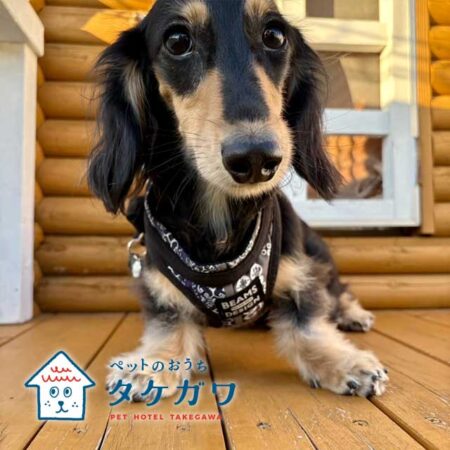 お客様の声｜ミニチュアダックスフンド（ラックくん）