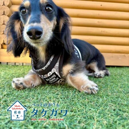 お客様の声｜ミニチュアダックスフンド（ラックくん）