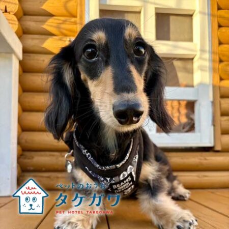 お客様の声｜ミニチュアダックスフンド（ラックくん）