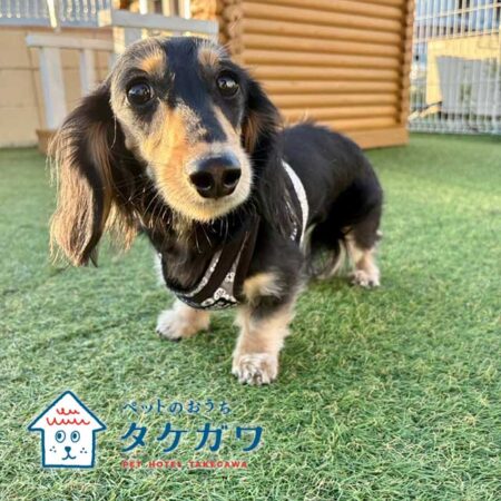 お客様の声｜ミニチュアダックスフンド（ラックくん）