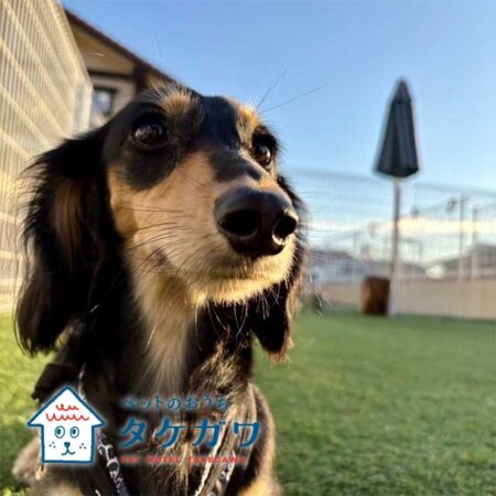 お客様の声｜ミニチュアダックスフンド（ラックくん）