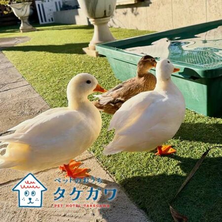 お客様の声|コールダック(ピピ・ポポ・ララ・ルルちゃん)