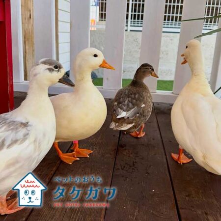 お客様の声|コールダック(ピピ・ポポ・ララ・ルルちゃん)