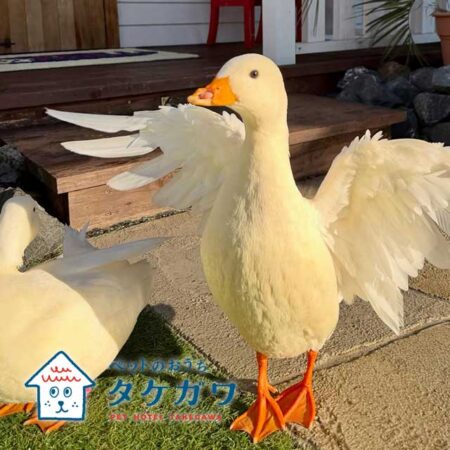 お客様の声|コールダック(ピピ・ポポ・ララ・ルルちゃん)