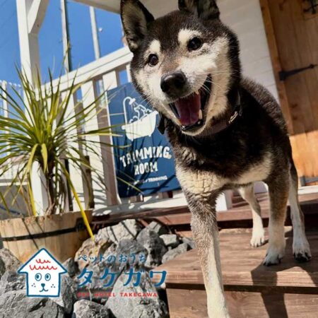 お客様の声|黒柴(ホタルくん)